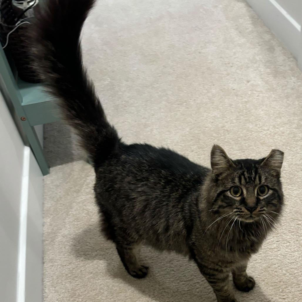 Enlarge Tommy, a Adoptable Domestic Medium Hair in Simpsonville, SC image 3/3