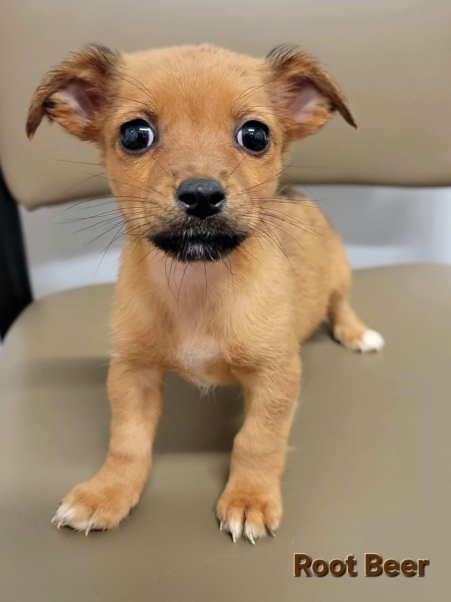 Enlarge Root Beer - Soda Pups Litter , a Adoptable mixed breed in Mendham, NJ image 1/1