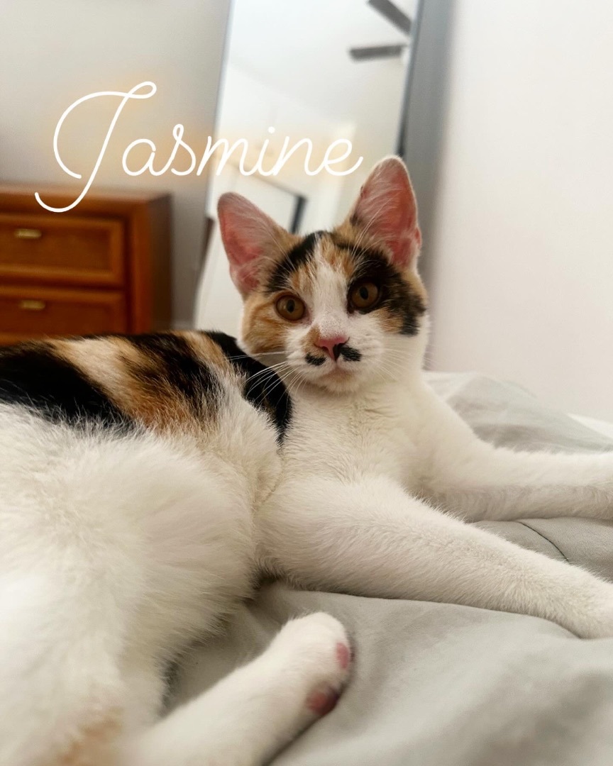 Jasmine 1