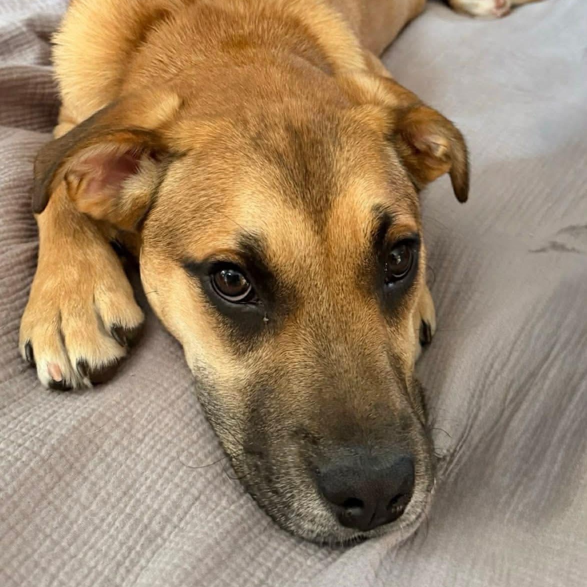 Gwen *HERE IN NH*, an adopted Mixed Breed in Northwood, NH image 2/2