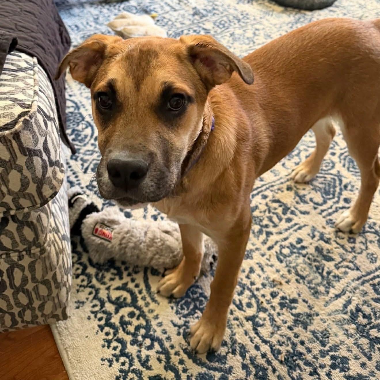 Gwen *HERE IN NH*, adopted, Puppy Female Mixed Breed.