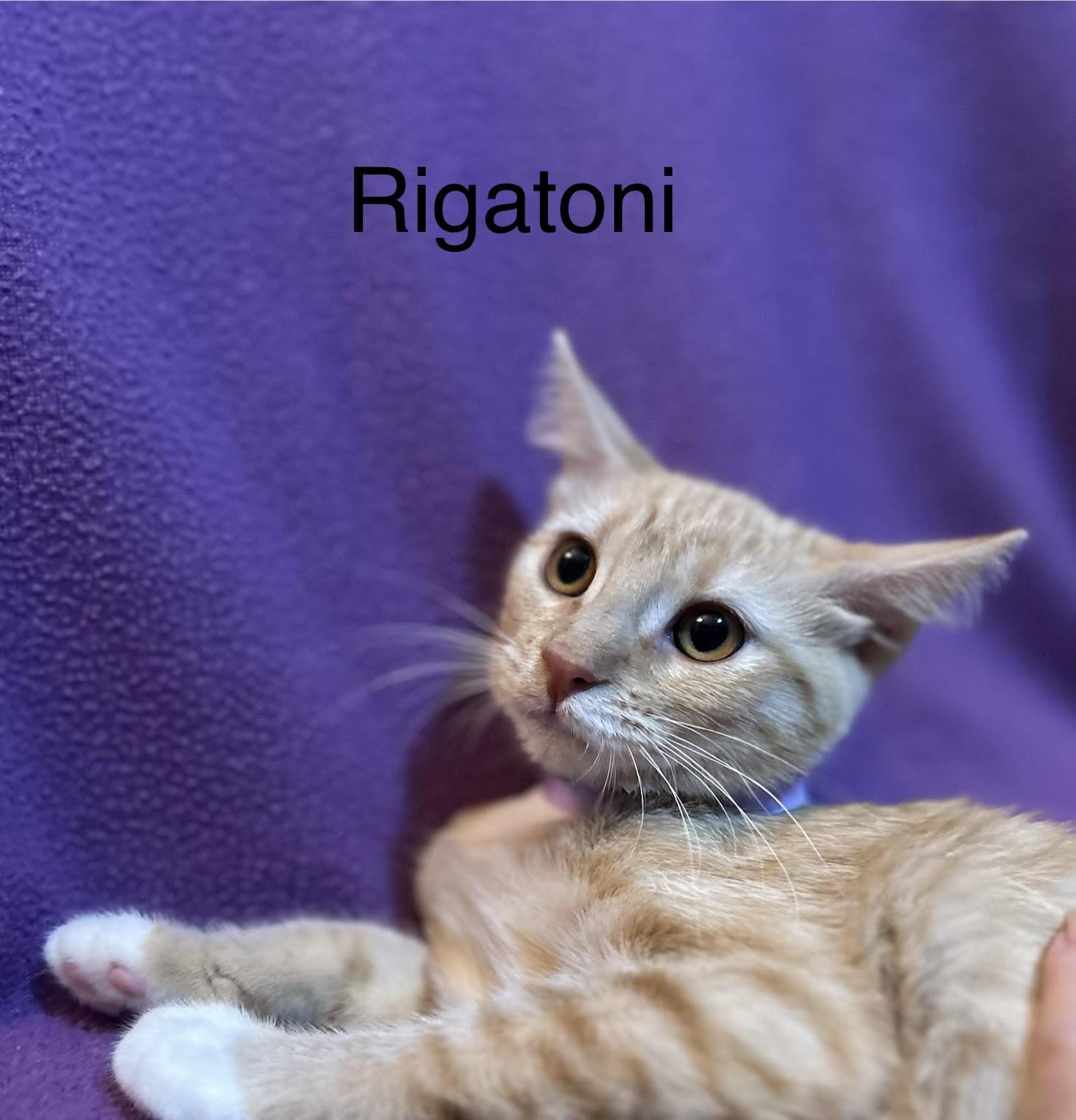 Rigatoni, adopted, Kitten Female Domestic Short Hair.