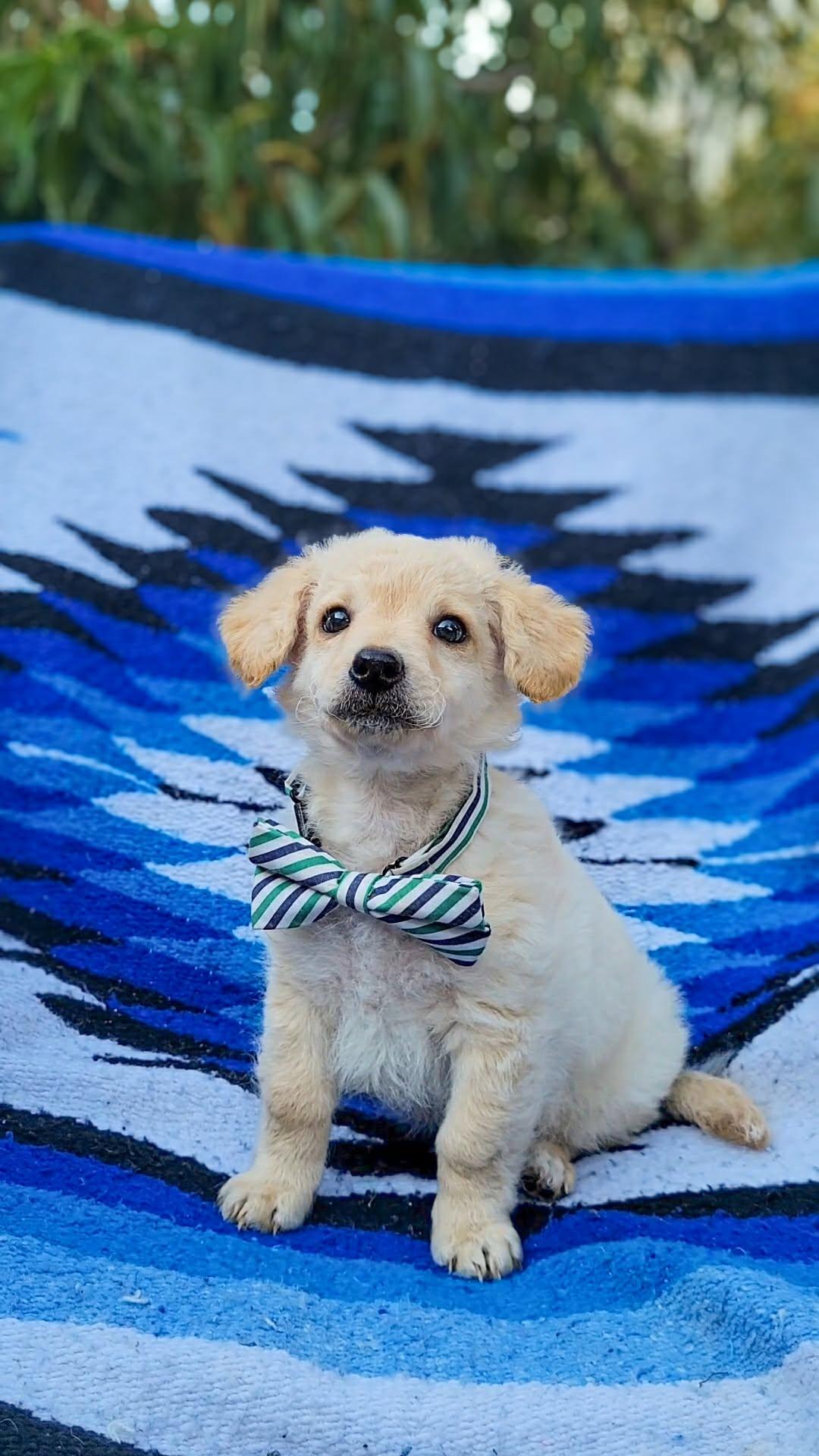 Clover, adopted, Puppy Male Chihuahua & Miniature Poodle.