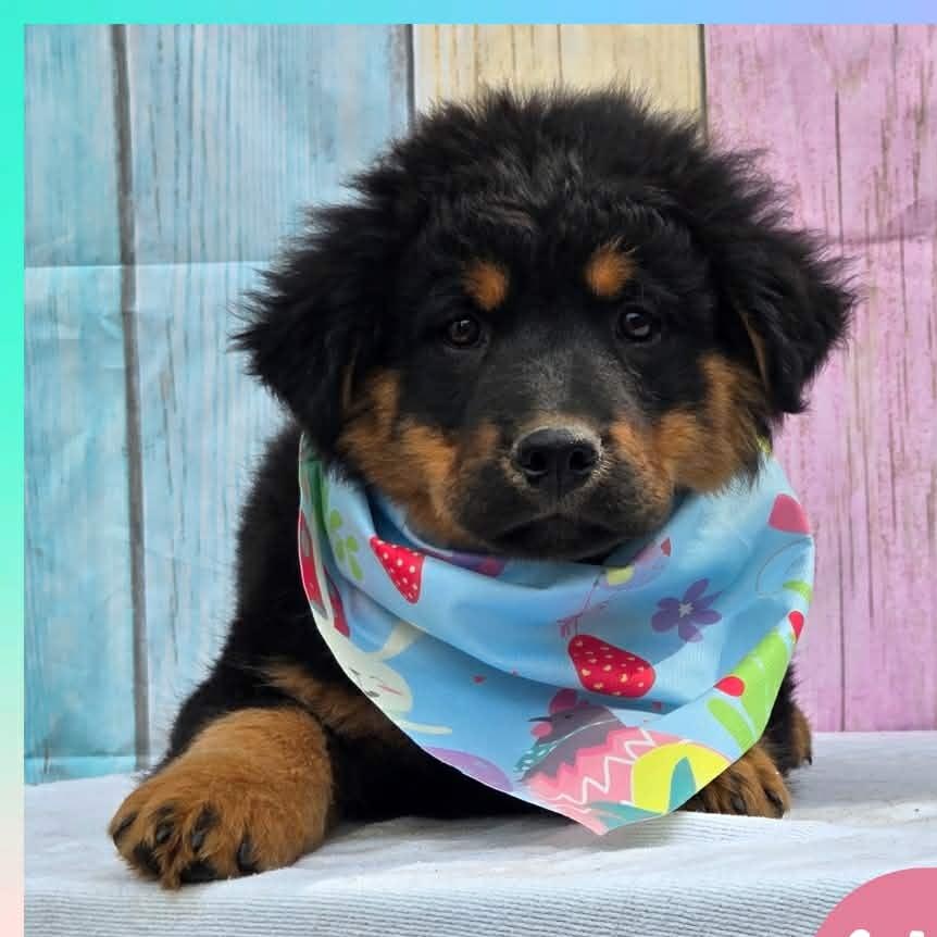 Sandy, adoptable, Puppy Female Australian Shepherd & Labrador Retriever.