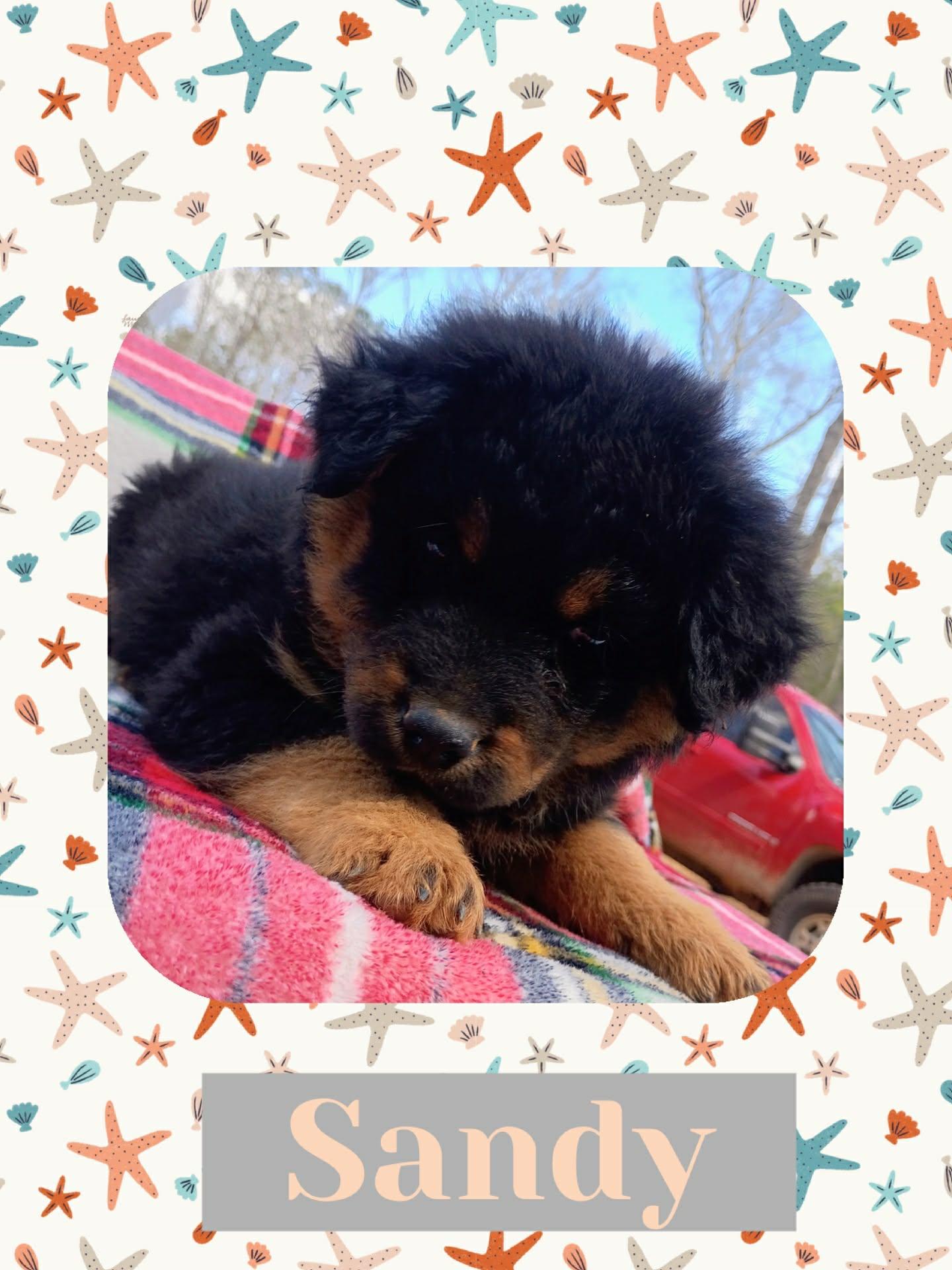 Enlarge Sandy, an adoptable mixed breed in Tylertown, MS image 2/2