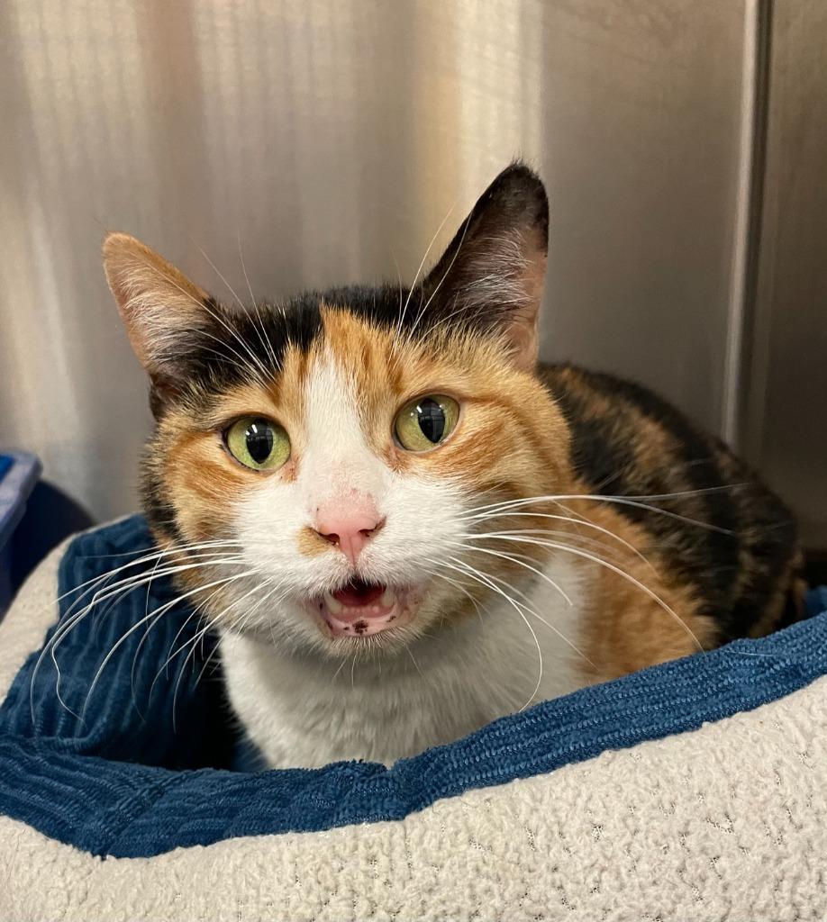 Smore, Adoptable, Adult Female Calico.