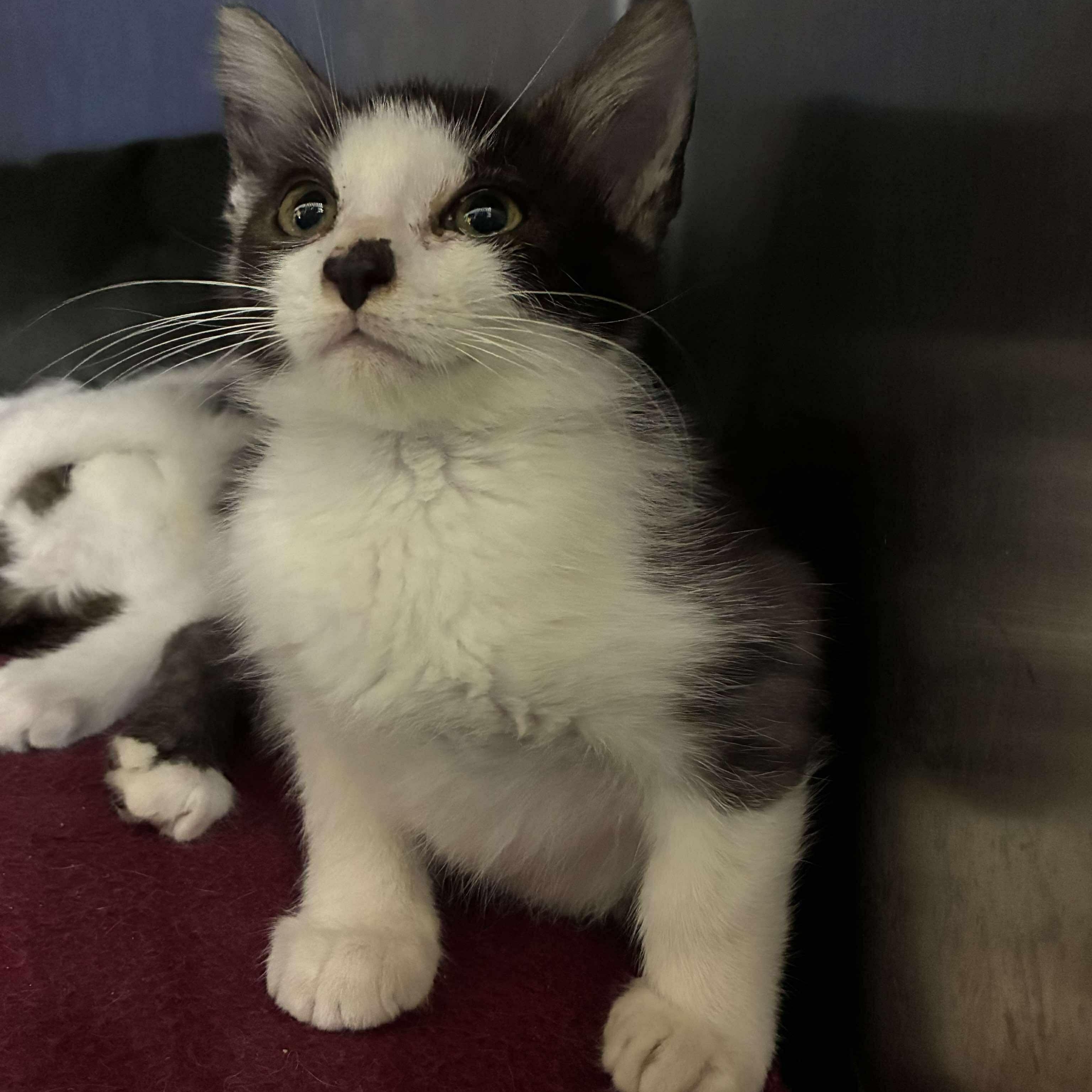 Andi, a Adoptable mixed breed in Petersburg, IL image 3/3