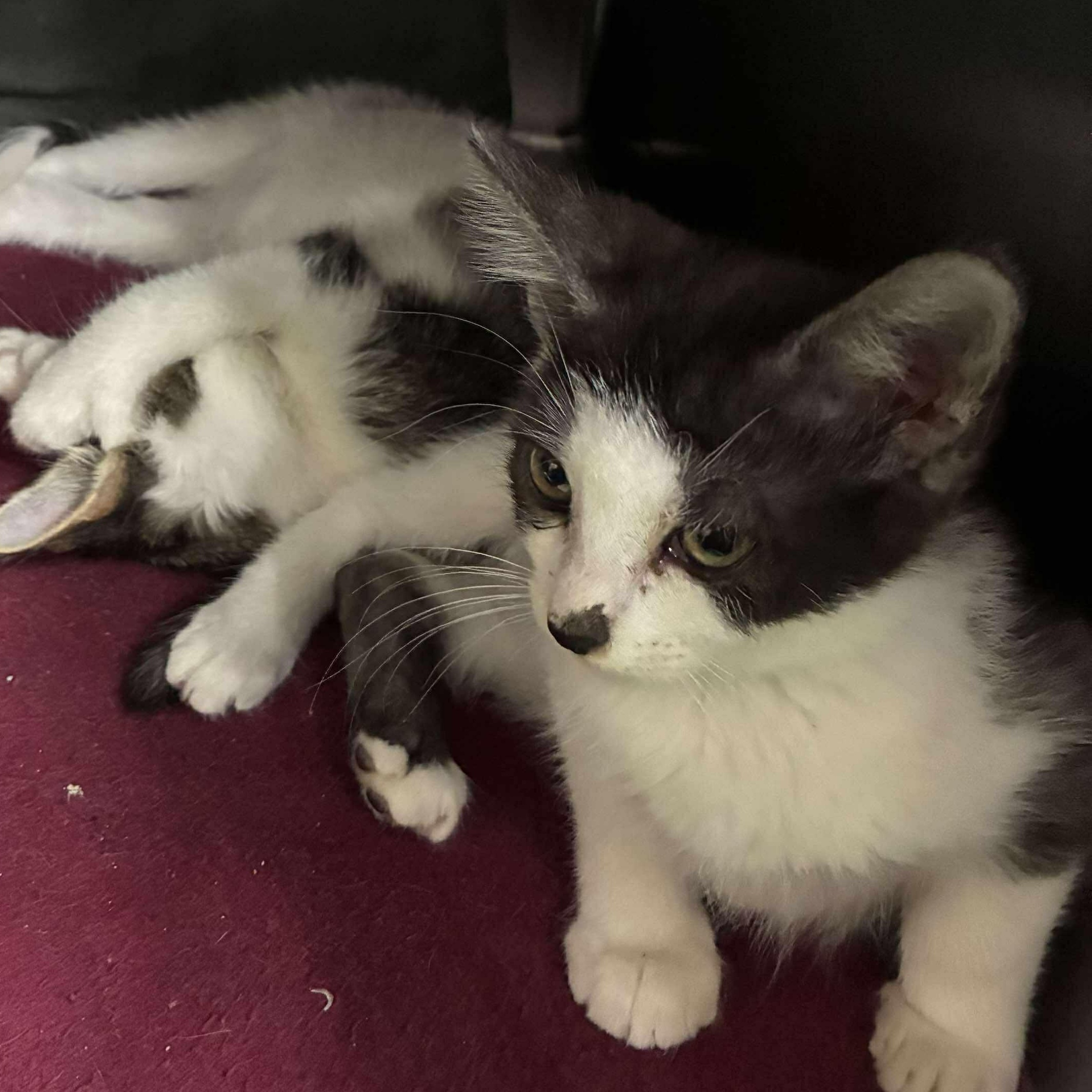 Andi, a Adoptable mixed breed in Petersburg, IL image 2/3