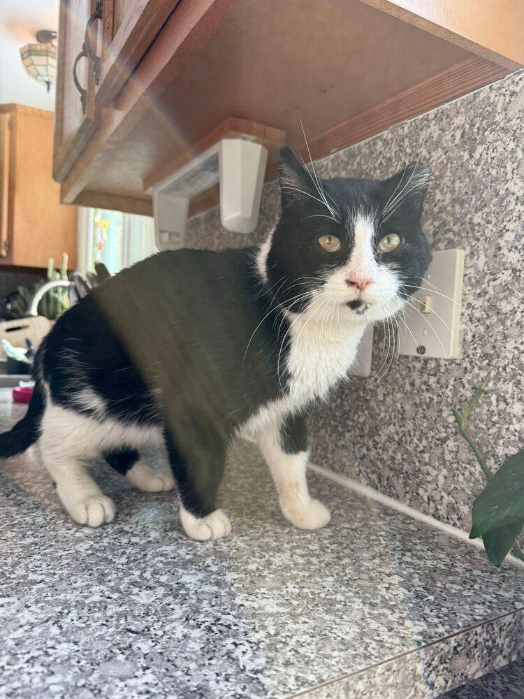 Tankerbell, Adoptable, Adult Male Domestic Medium Hair.