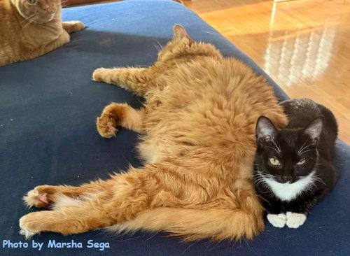 Mint Chocolate Chip, Adoptable, Kitten Female Tuxedo & Domestic Short Hair.