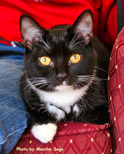 Mint Chocolate Chip, a Adoptable mixed breed in Oak Ridge, TN image 2/3