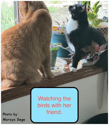 Enlarge Sox, a Adoptable mixed breed in Oak Ridge, TN image 2/3