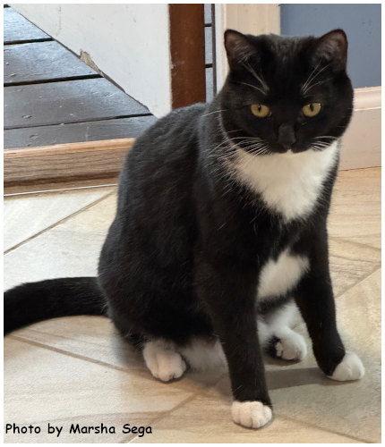 Enlarge Sox, a Adoptable mixed breed in Oak Ridge, TN image 3/3