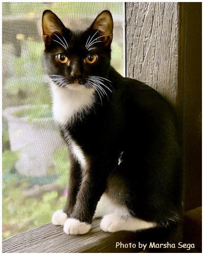 Mint Chocolate Chip, a Adoptable mixed breed in Oak Ridge, TN image 3/3