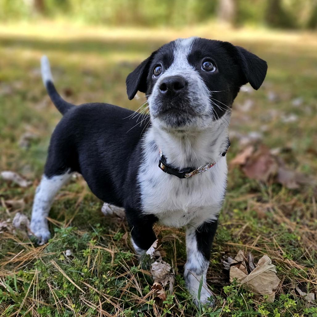 Piglet, Adoptable, Puppy Female Mixed Breed & Australian Cattle Dog / Blue Heeler.