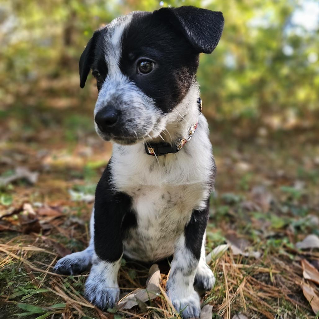 Enlarge Piglet, a Adoptable mixed breed in Festus, MO image 2/5