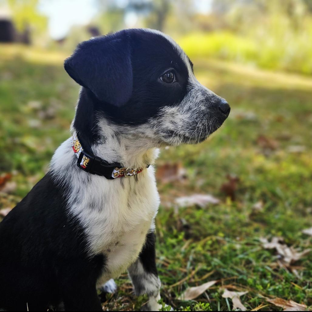 Enlarge Piglet, a Adoptable mixed breed in Festus, MO image 3/5