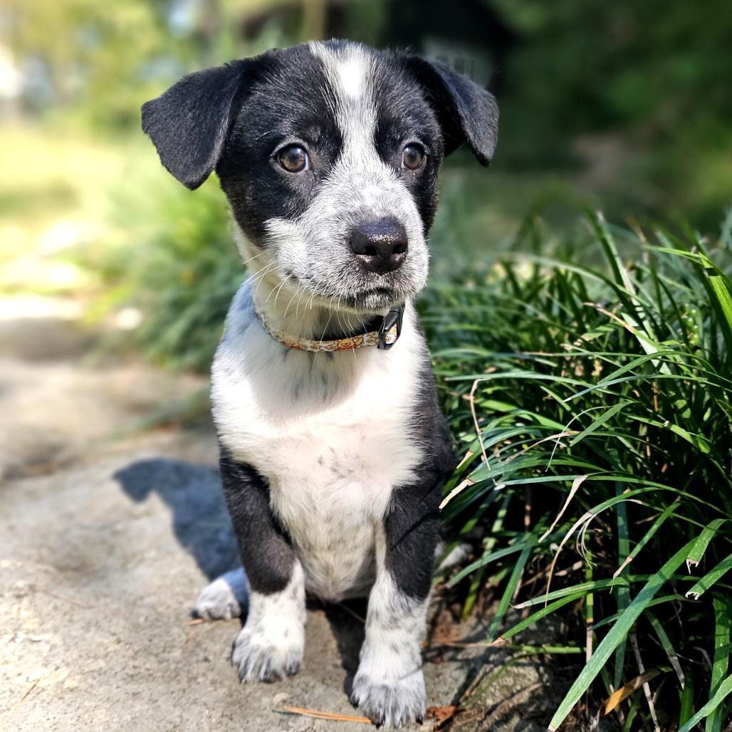 Enlarge Piglet, a Adoptable mixed breed in Festus, MO image 4/5