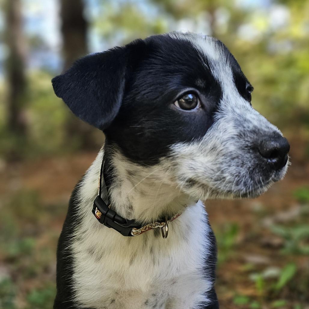 Enlarge Piglet, a Adoptable mixed breed in Festus, MO image 5/5