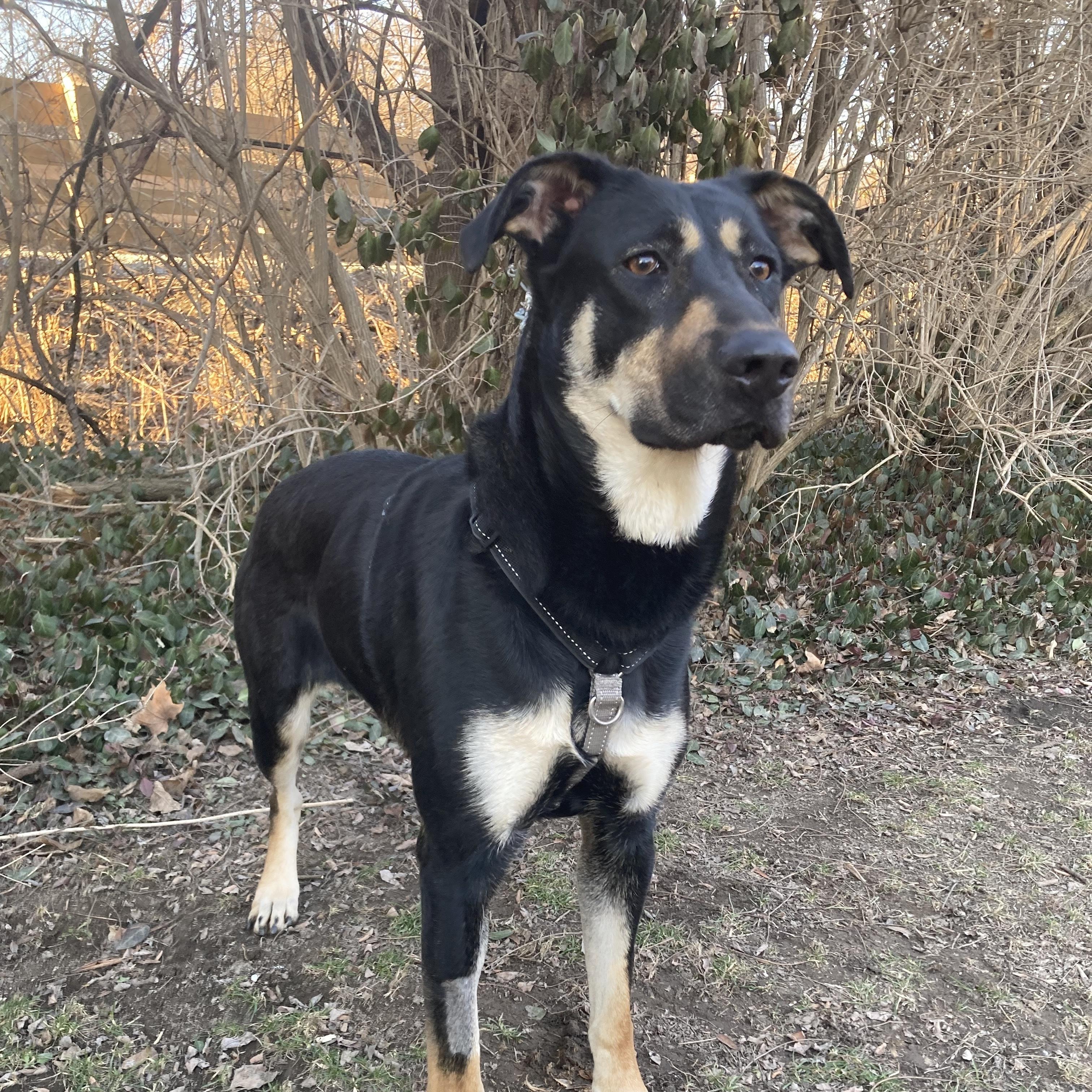 Enlarge Dexie, an adopted mixed breed in Indianapolis, IN image 3/3