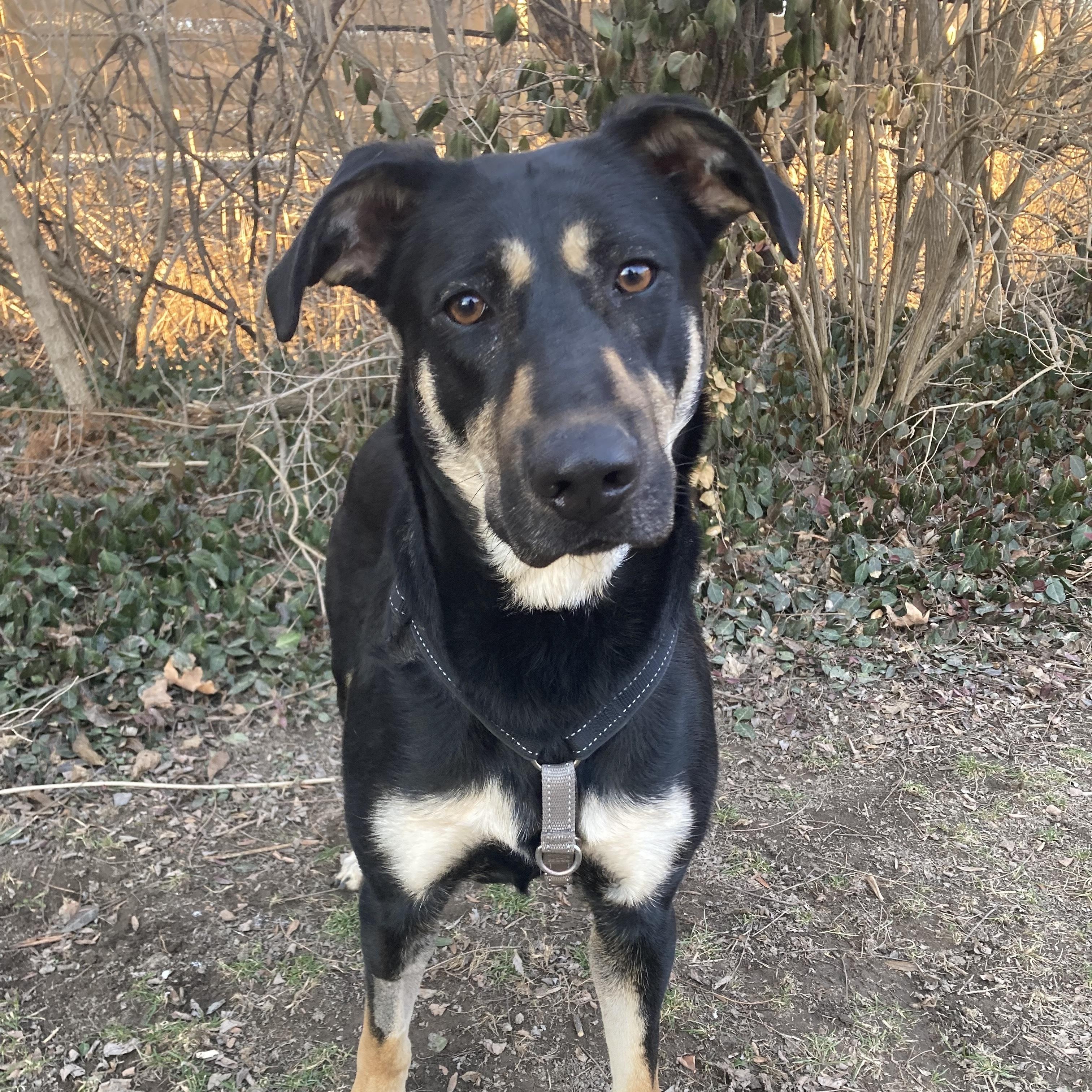 Enlarge Dexie, an adopted mixed breed in Indianapolis, IN image 1/3