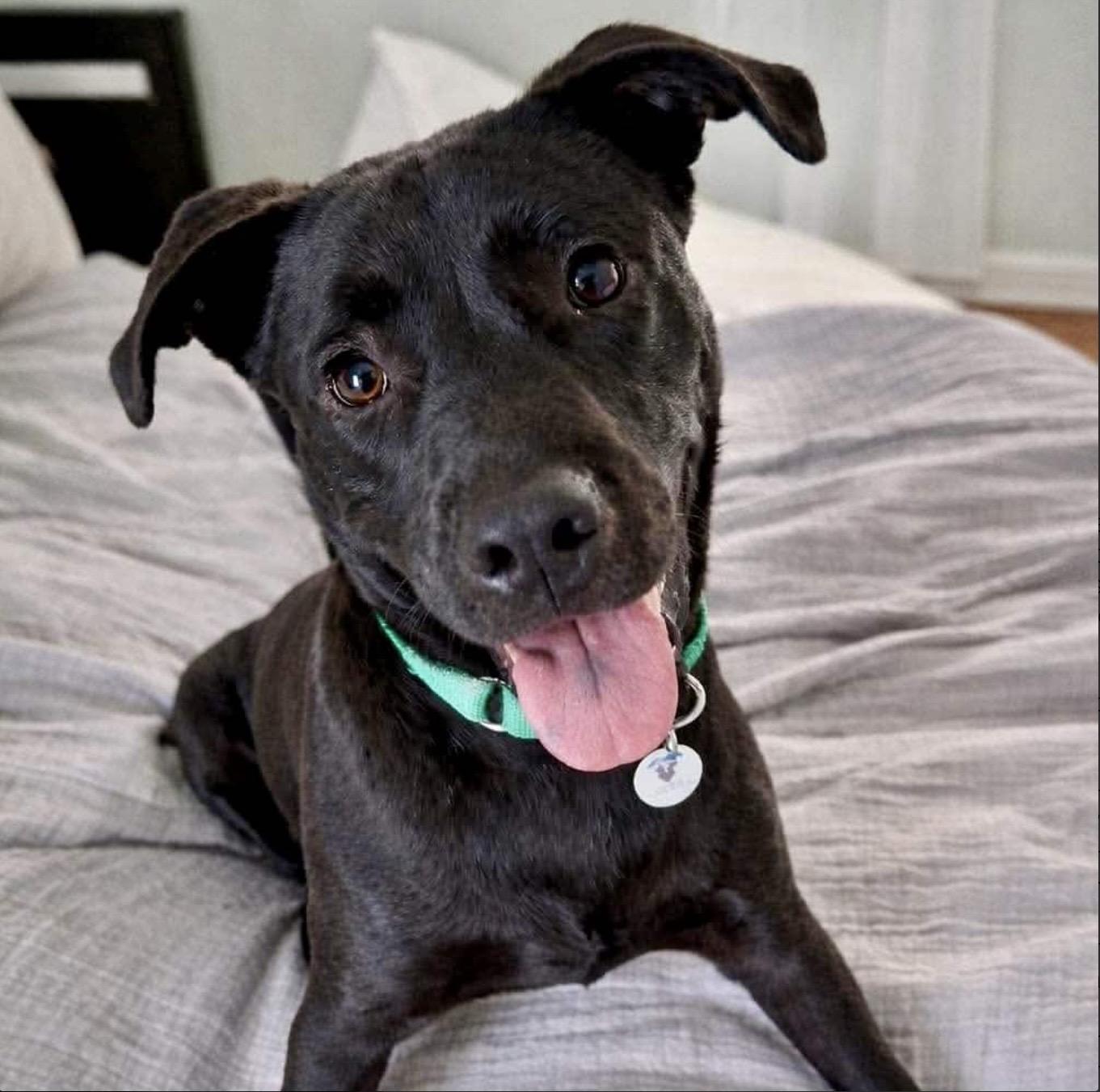 Lupin, a ADOPTABLE mixed breed in Mead, CO image 2/4