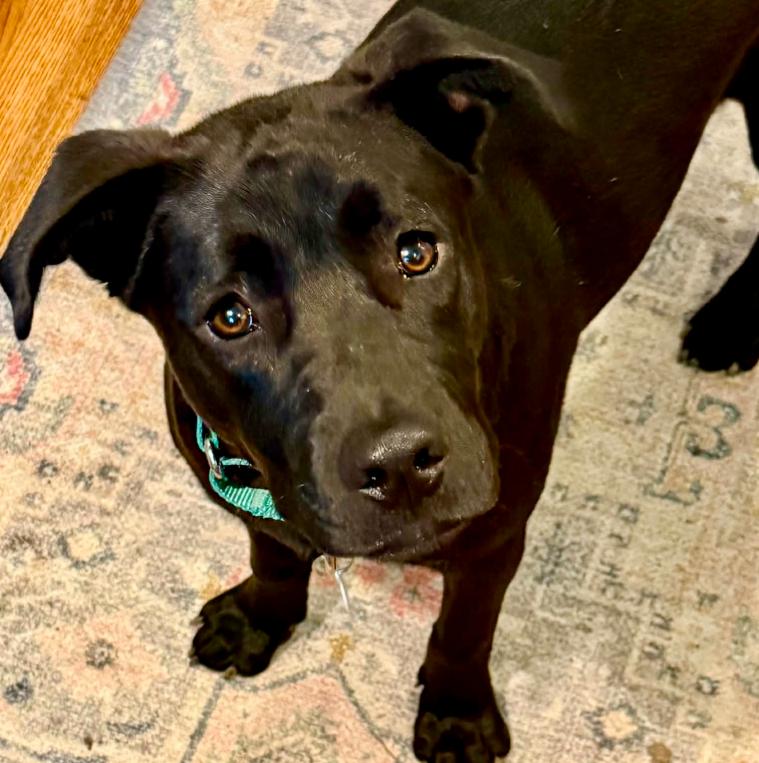 Enlarge Lupin, a ADOPTABLE mixed breed in Mead, CO image 1/1