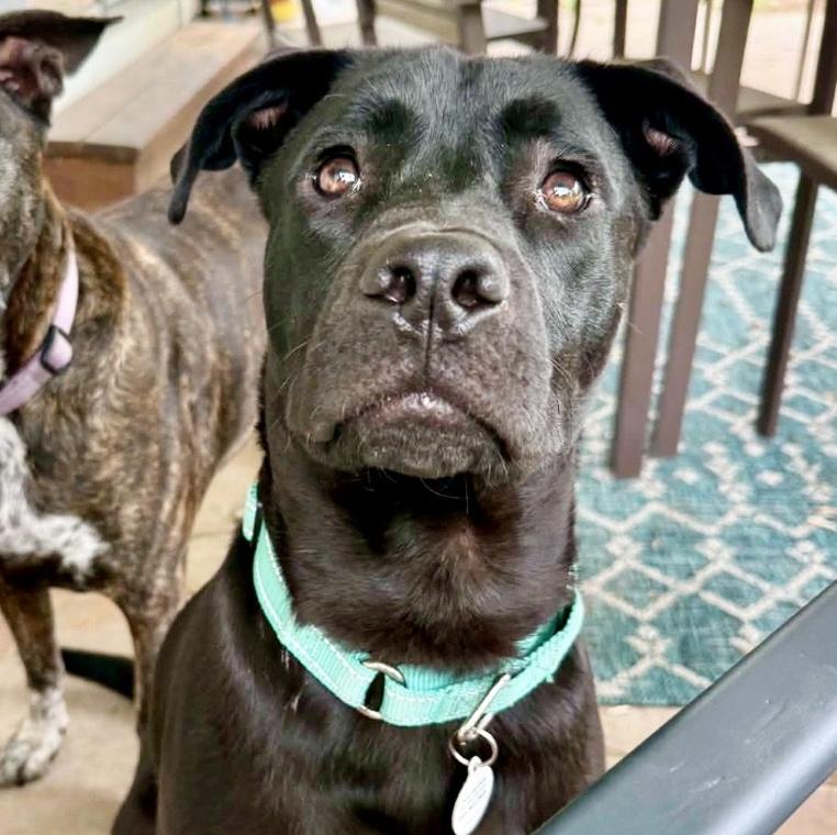 Lupin, ADOPTABLE, Young Male Labrador Retriever & Pit Bull Terrier.