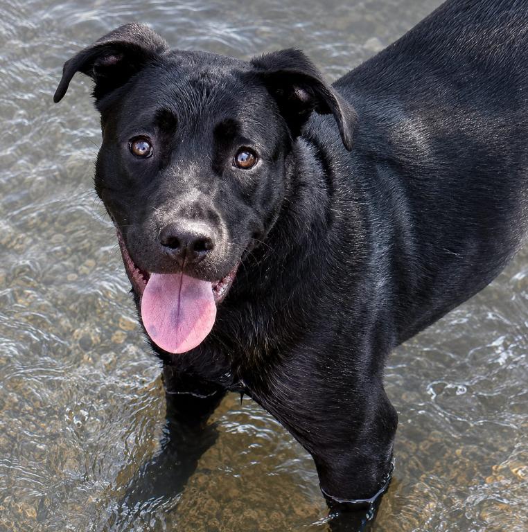 Lupin, ADOPTABLE, Young Male Labrador Retriever & Pit Bull Terrier.