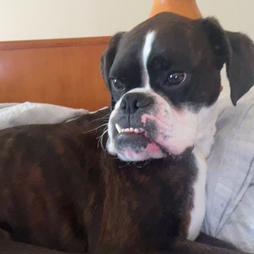 Enlarge Pistol, an adopted Boxer in Middlesex, NJ image 3/3
