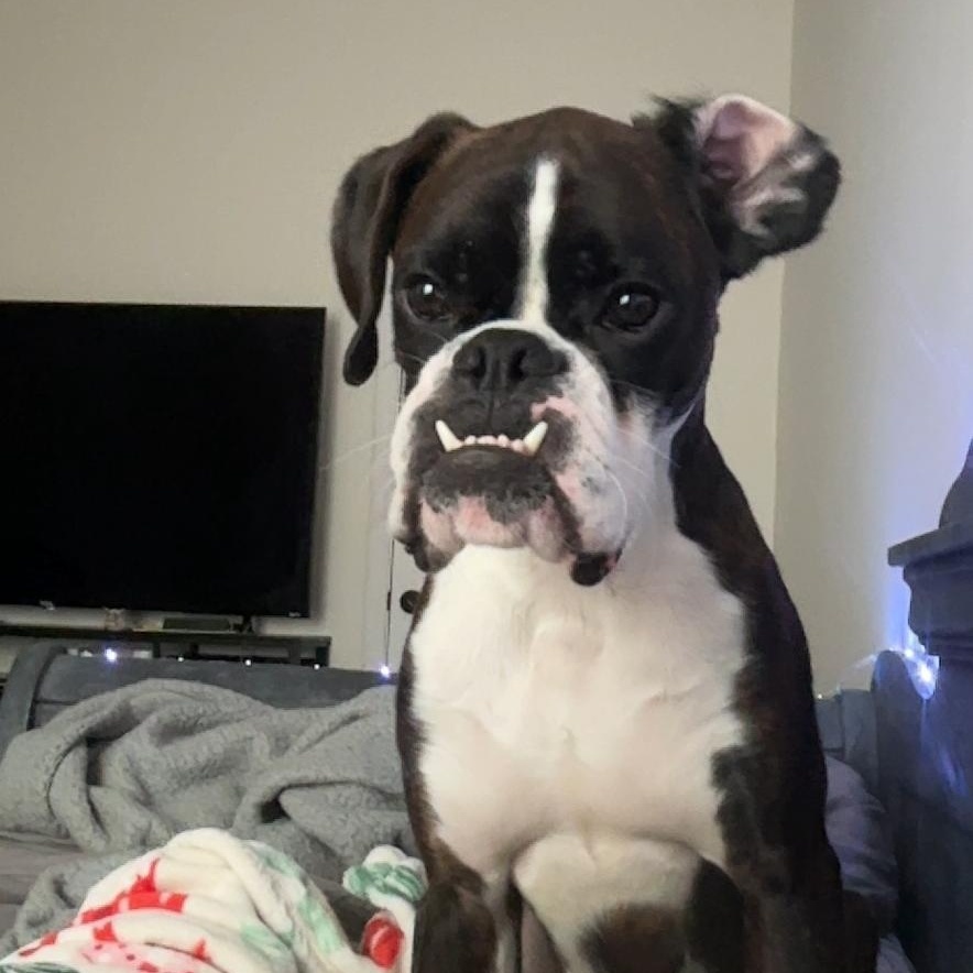 Pistol, adopted, Adult Male Boxer.