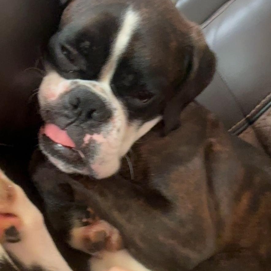Enlarge Pistol, an adopted Boxer in Middlesex, NJ image 2/3