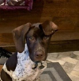Enlarge Adoptable GSPs!, a Adoptable German Shorthaired Pointer in Pittsburgh, PA image 1/2