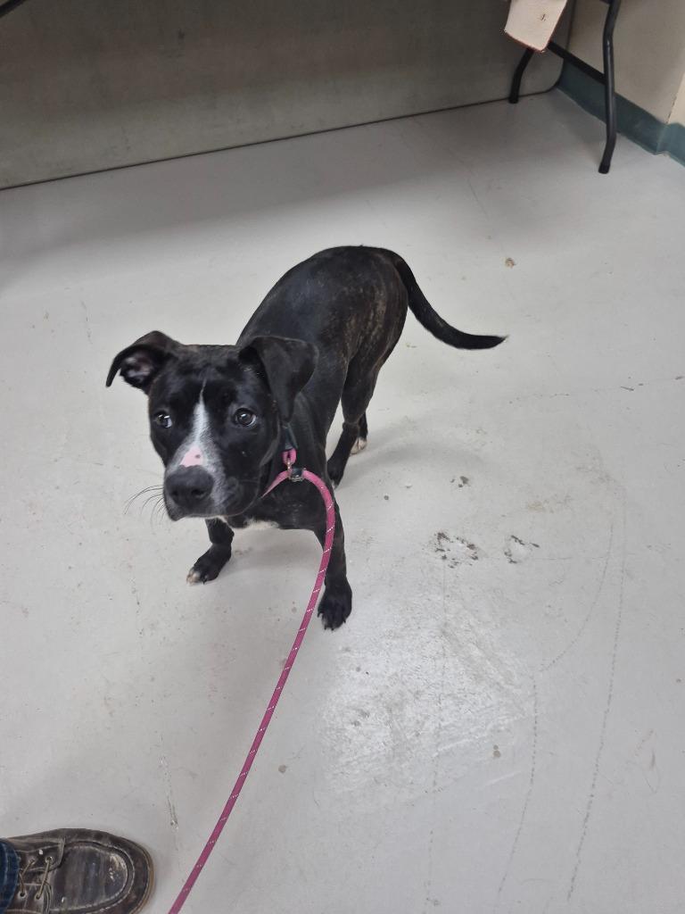Enlarge Lilo, a Adoptable mixed breed in Findlay, OH image 1/3