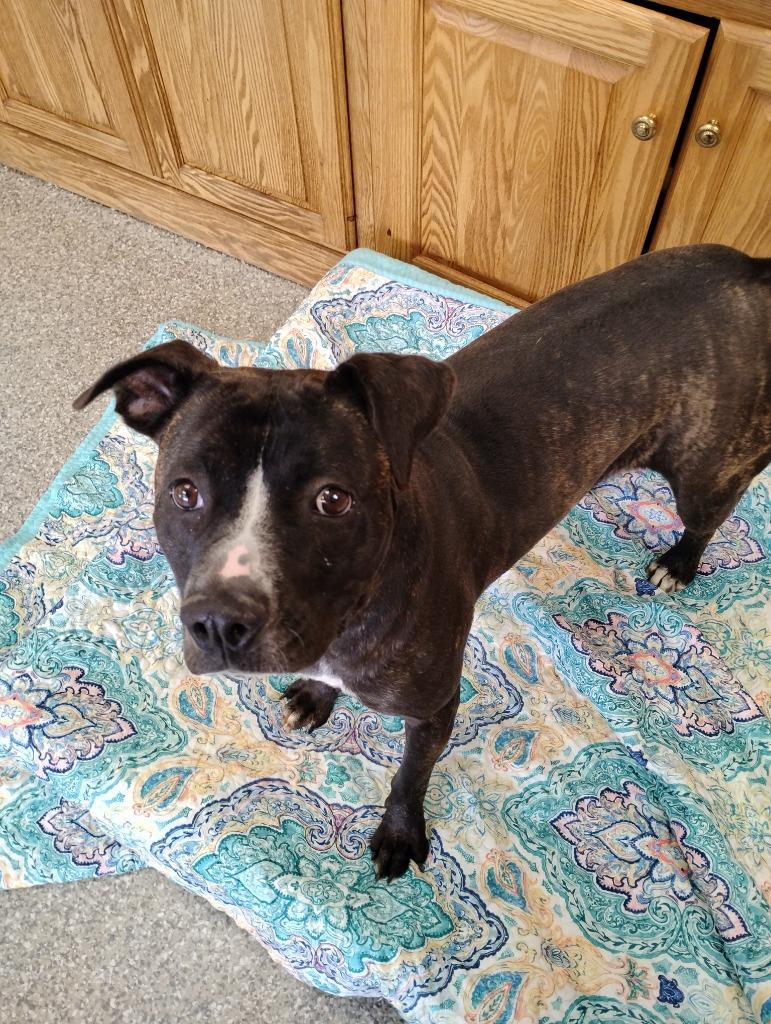 Enlarge Lilo, a Adoptable mixed breed in Findlay, OH image 2/3