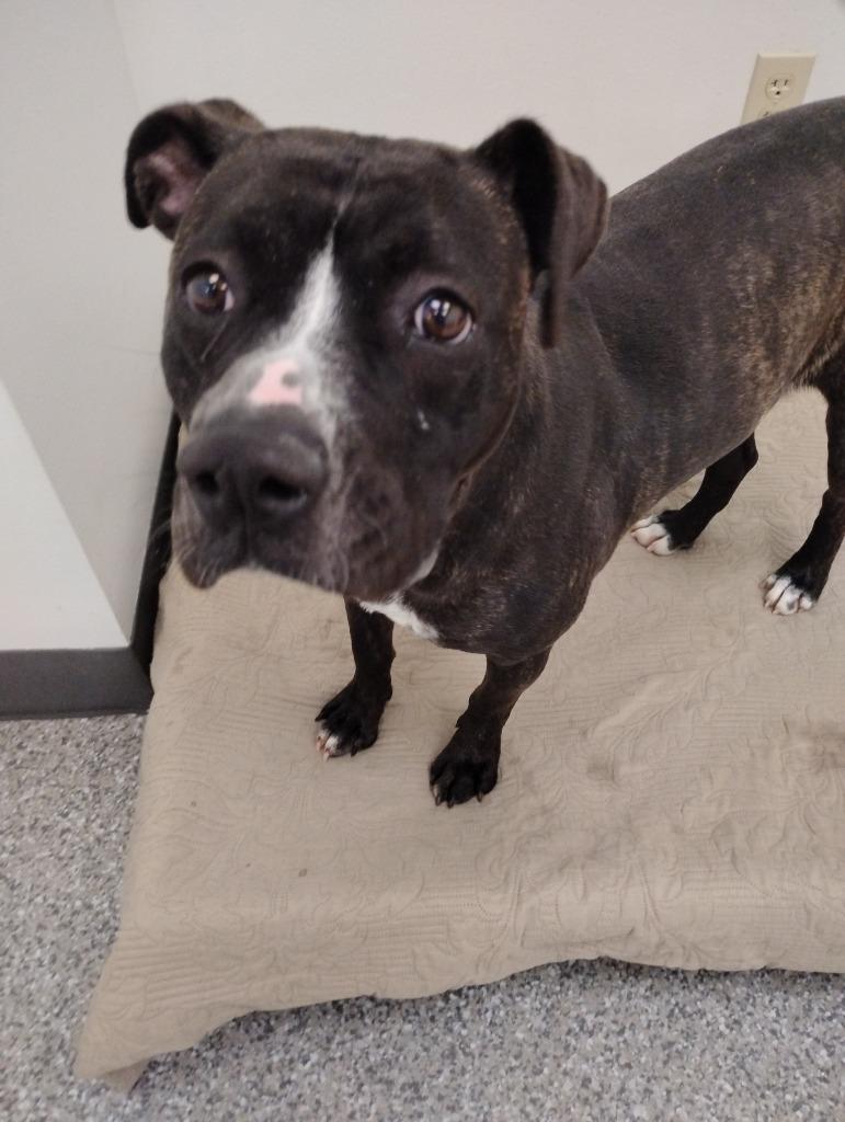 Enlarge Lilo, a Adoptable mixed breed in Findlay, OH image 3/3