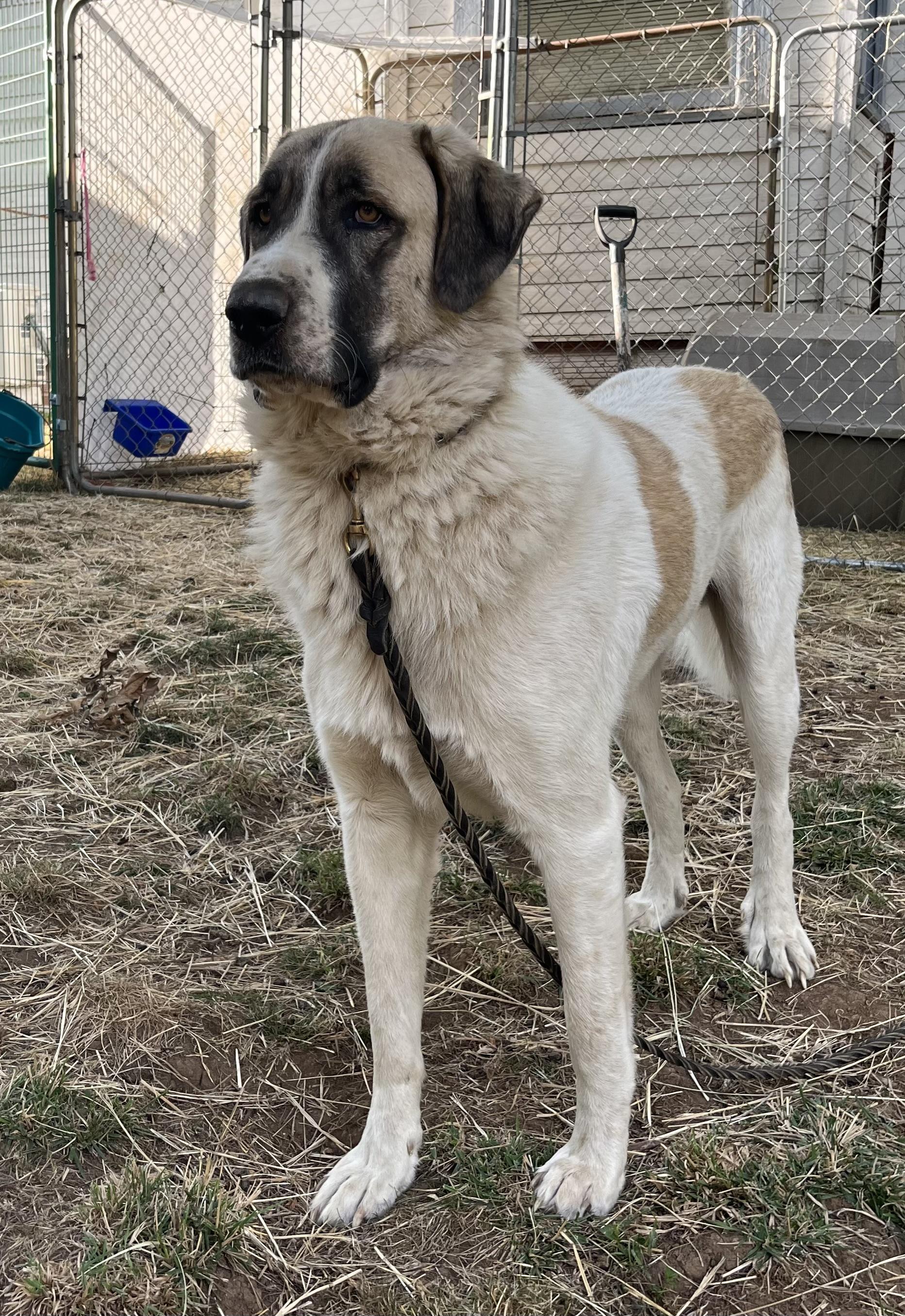 Bosco, adoptable, Adult Male Anatolian Shepherd.