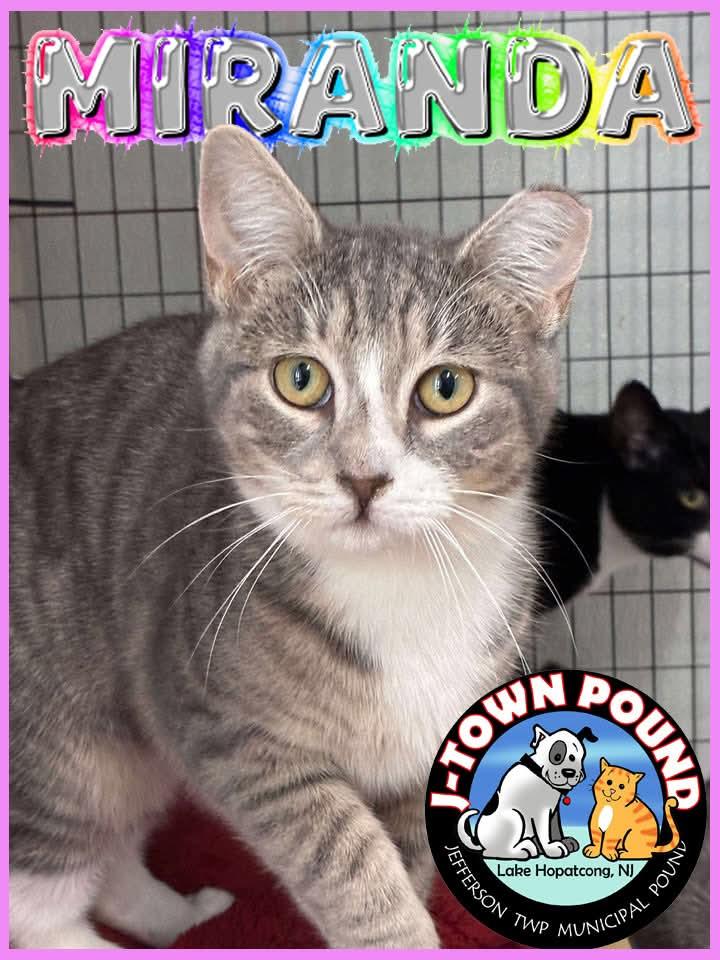 Miranda, a ADOPTABLE Domestic Short Hair in Lake Hopatcong, NJ image 2/5