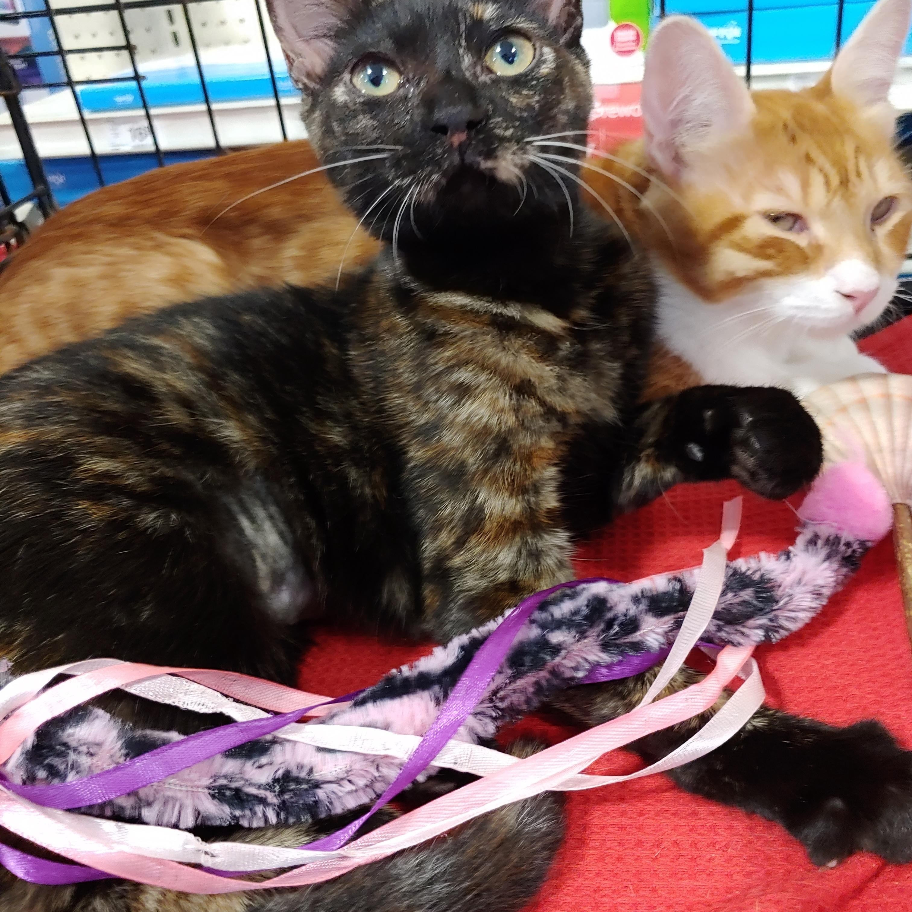 Rose Anna, ADOPTABLE, Kitten Female Domestic Short Hair.