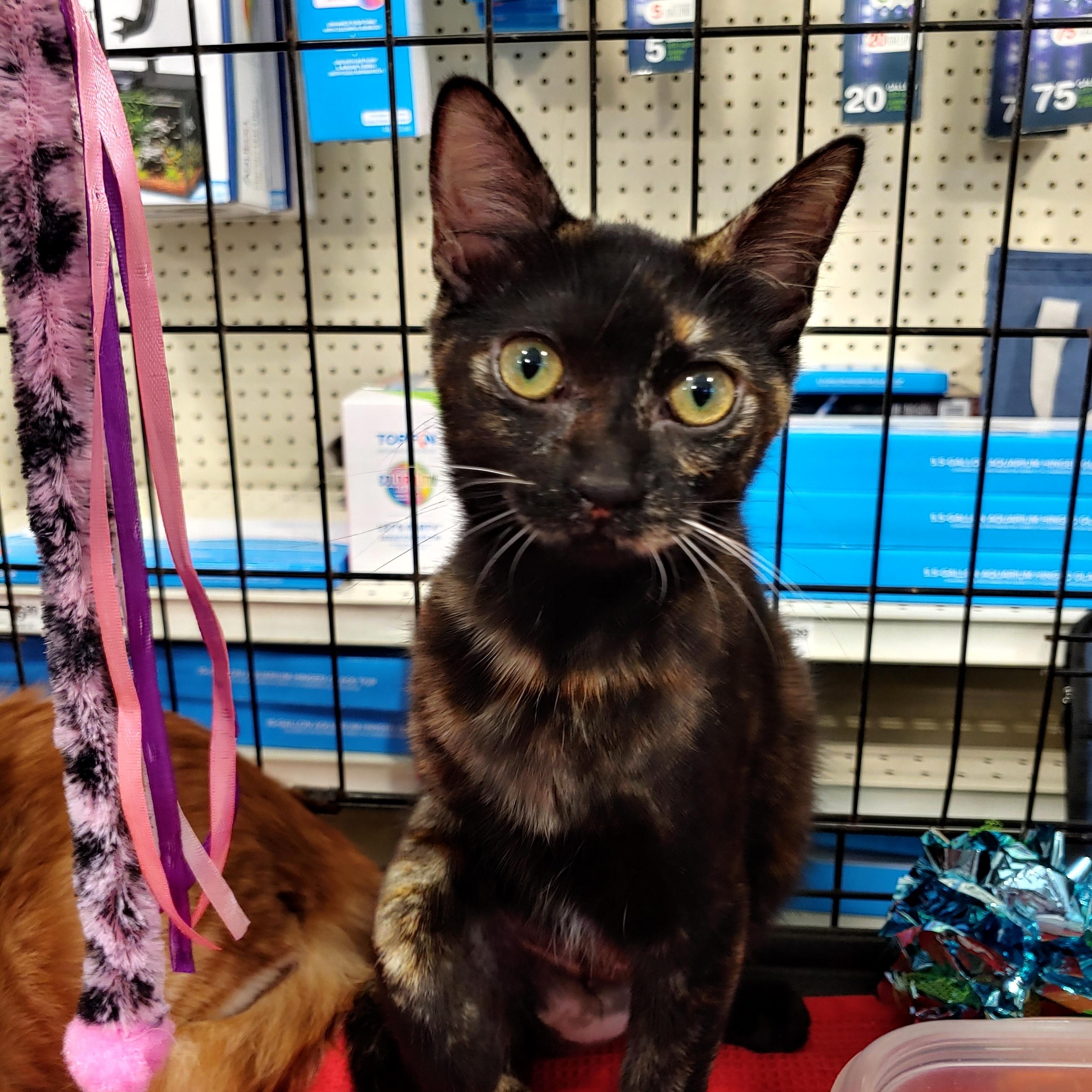 Enlarge Rose Anna, a ADOPTABLE Domestic Short Hair in Fischer, TX image 2/3