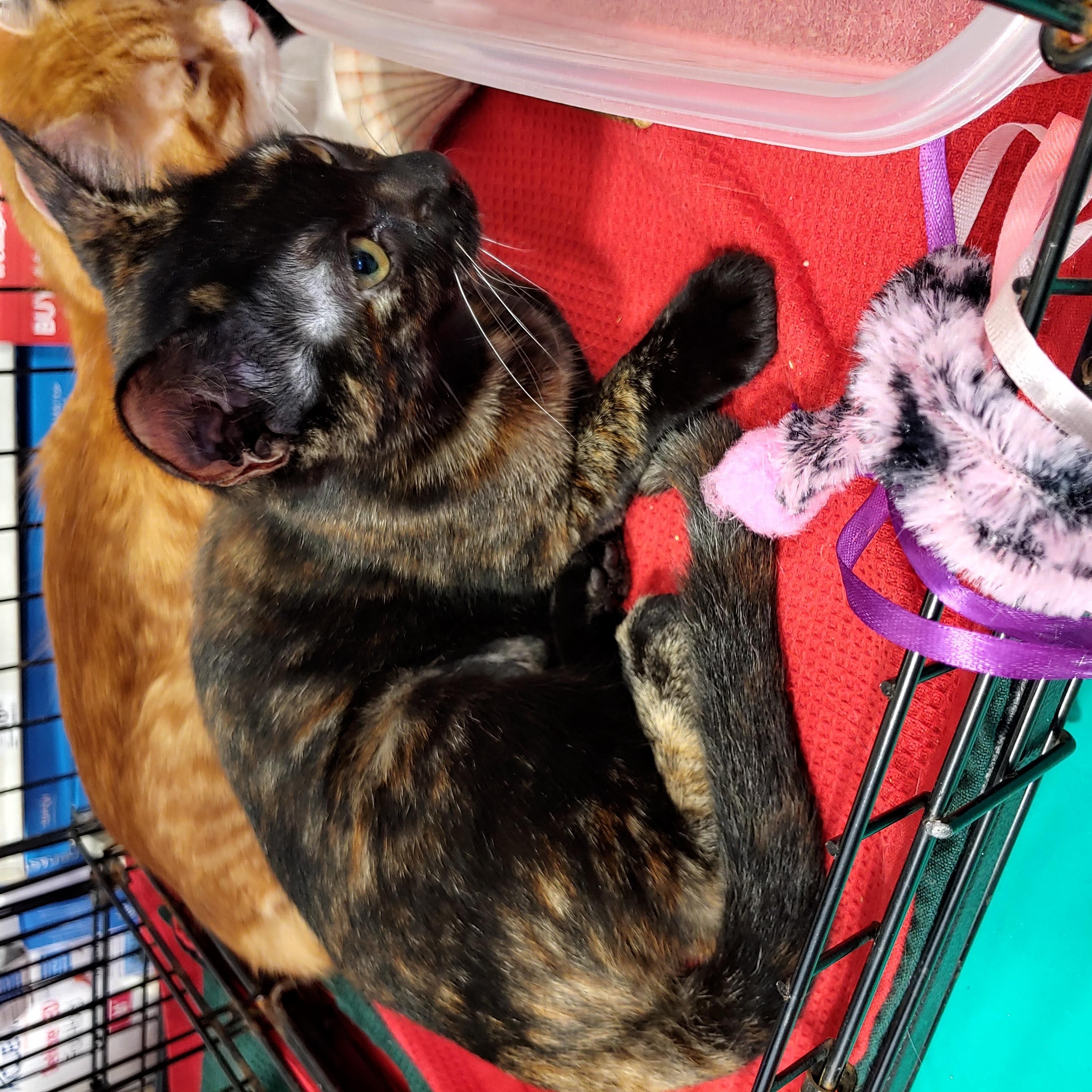 Enlarge Rose Anna, a ADOPTABLE Domestic Short Hair in Fischer, TX image 3/3