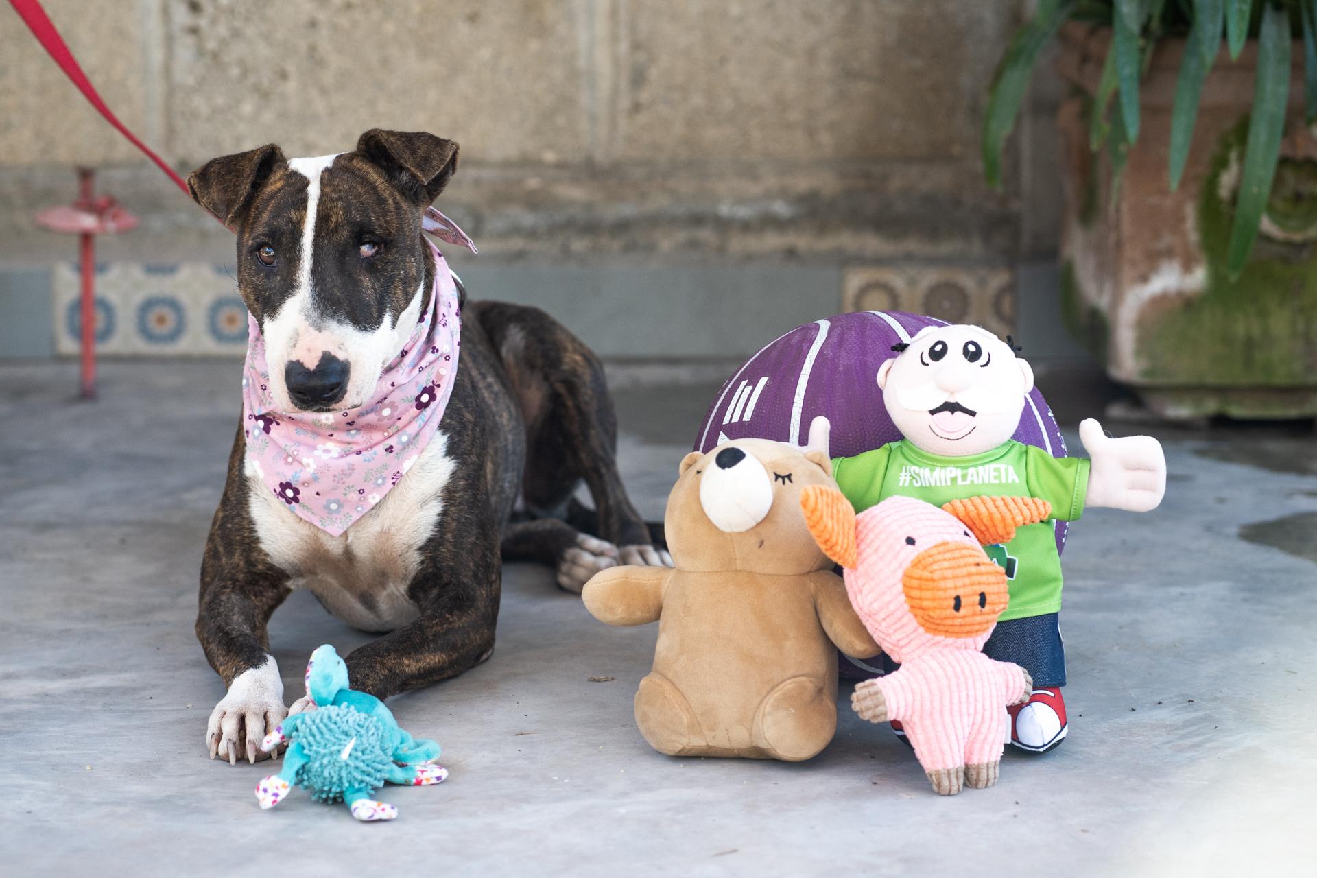 Princess, Adoptable, Adult Female Bull Terrier & Boston Terrier.