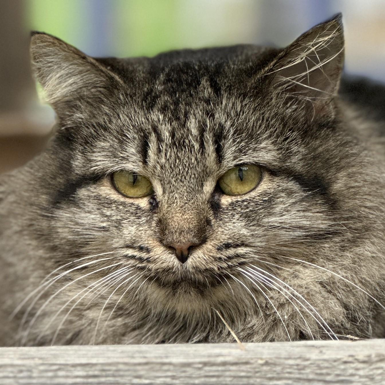 Turtle, a ADOPTABLE Domestic Long Hair in Victor, NY image 3/6