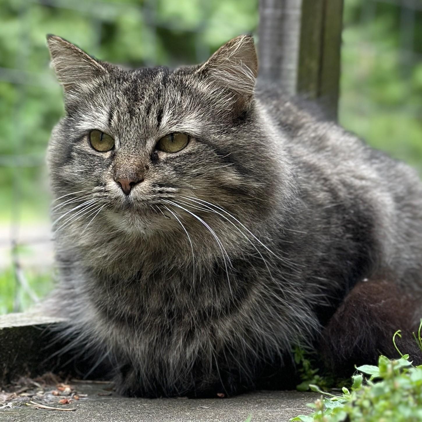 Turtle, a ADOPTABLE Domestic Long Hair in Victor, NY image 6/6