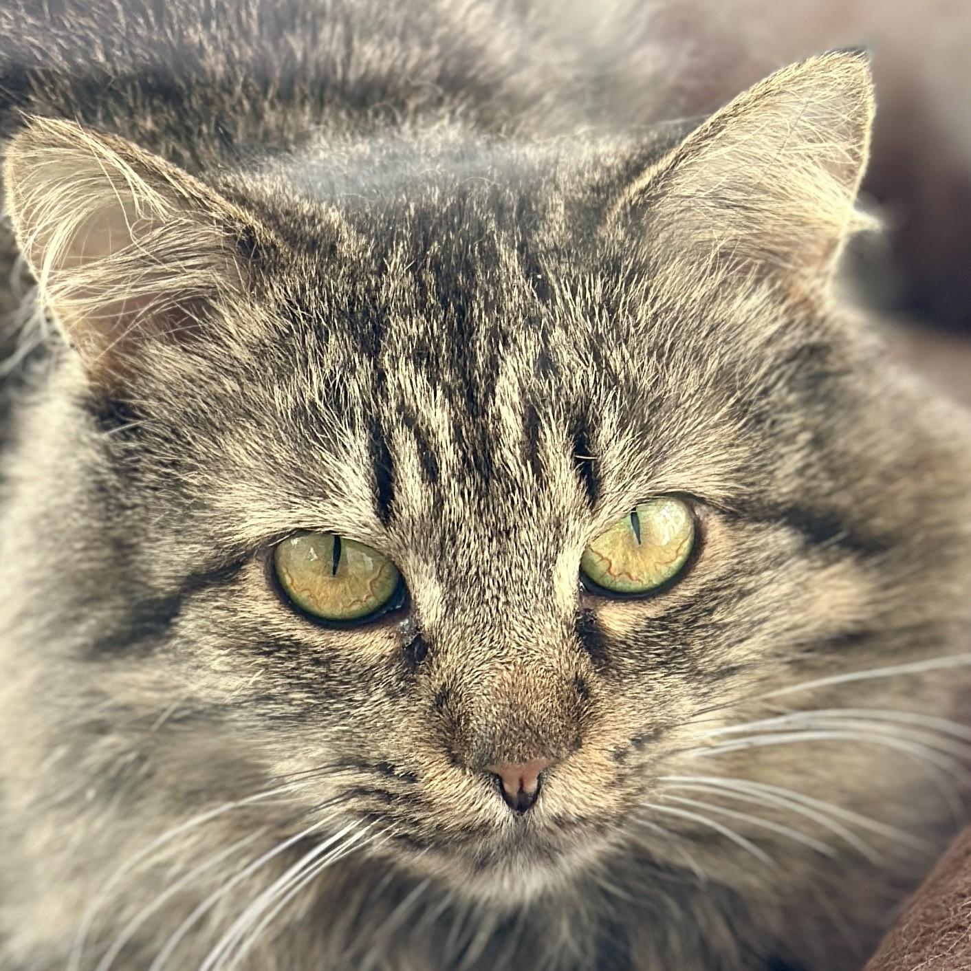 Turtle, ADOPTABLE, Adult Female Domestic Long Hair.