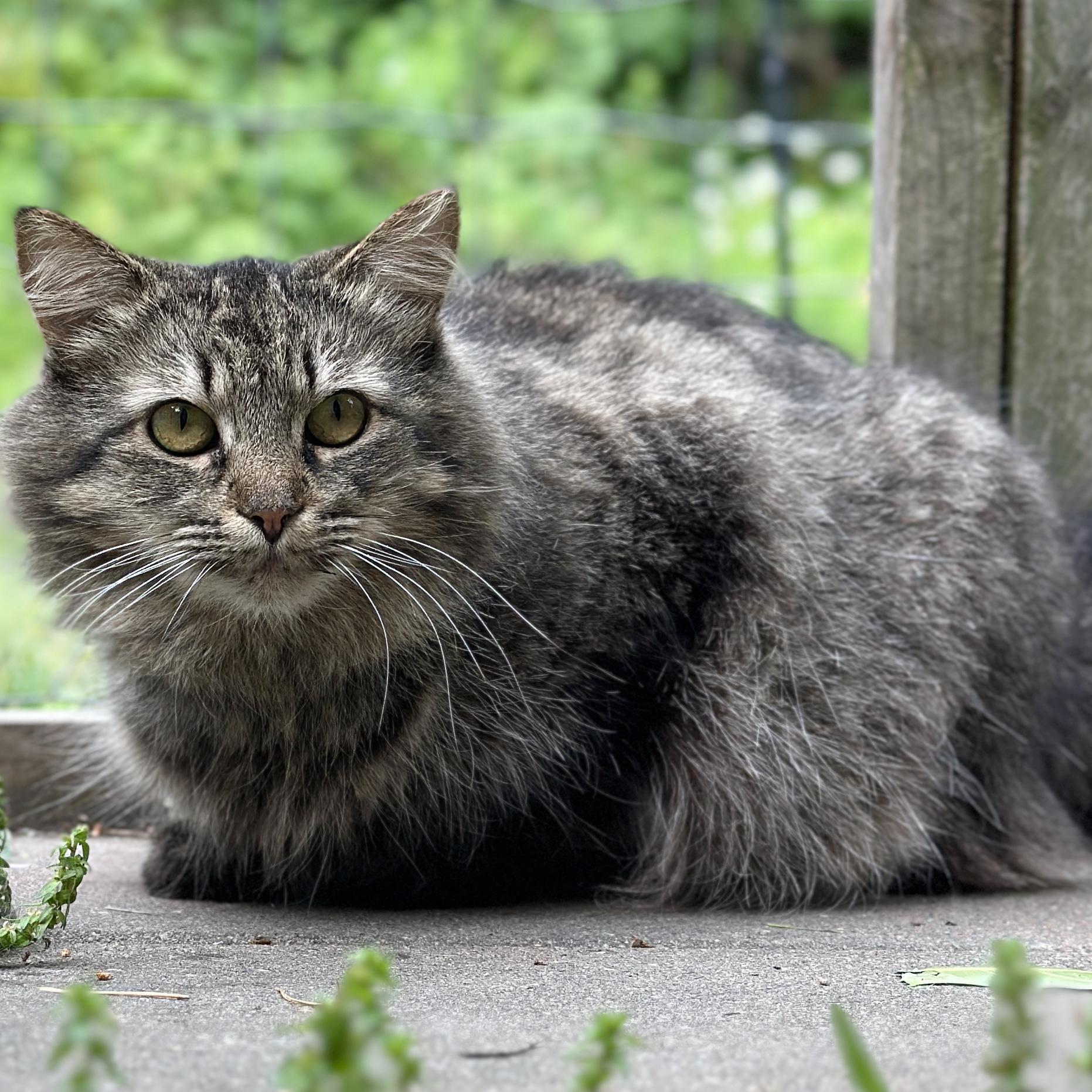 Turtle, a ADOPTABLE Domestic Long Hair in Victor, NY image 5/6