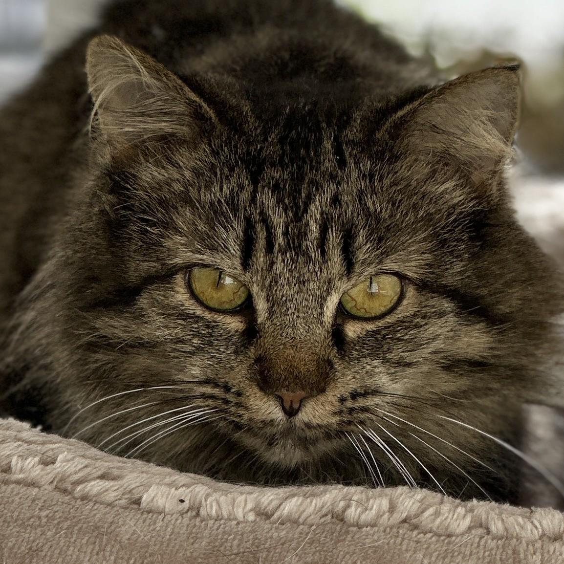 Turtle, a ADOPTABLE Domestic Long Hair in Victor, NY image 4/6