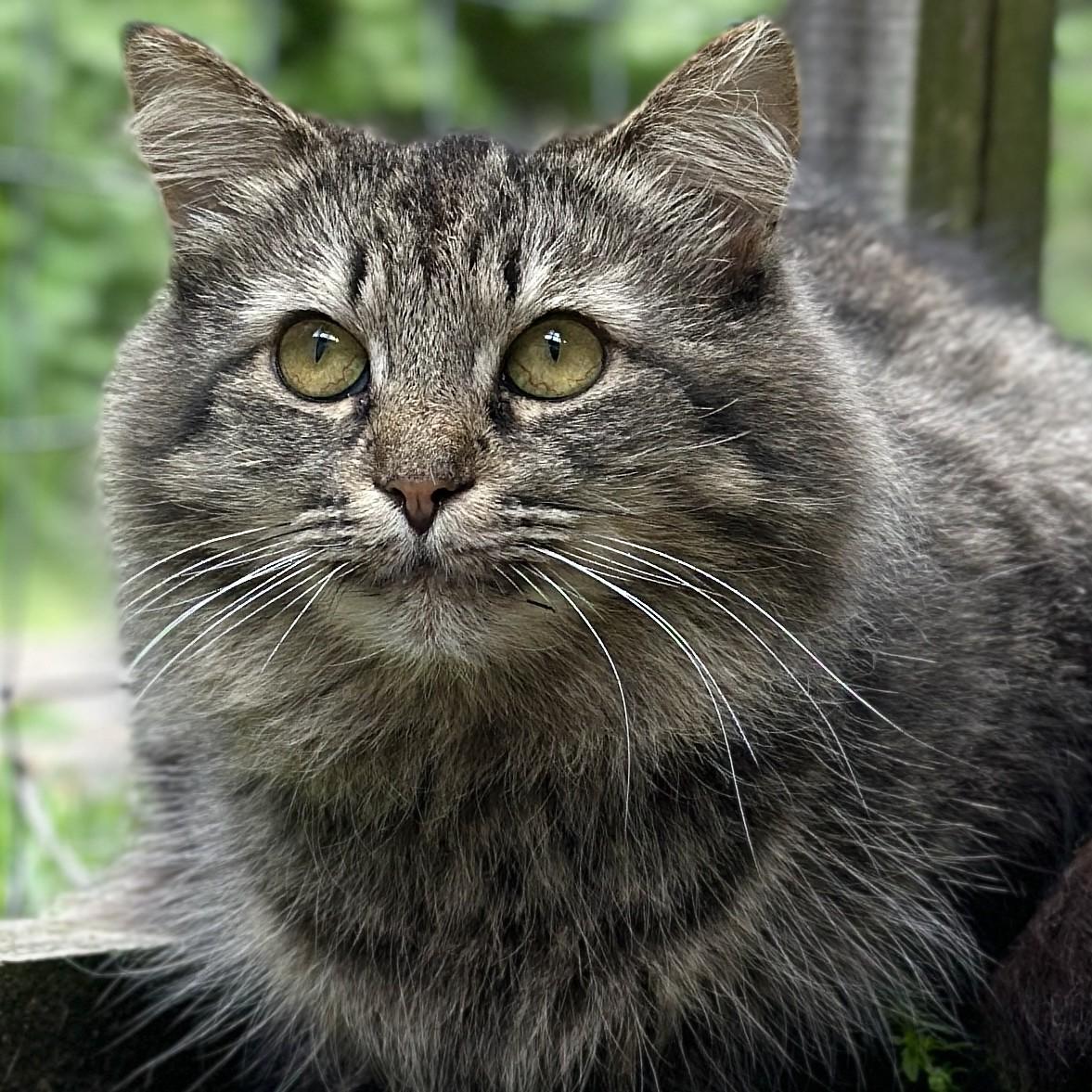 Turtle, a ADOPTABLE Domestic Long Hair in Victor, NY image 2/6