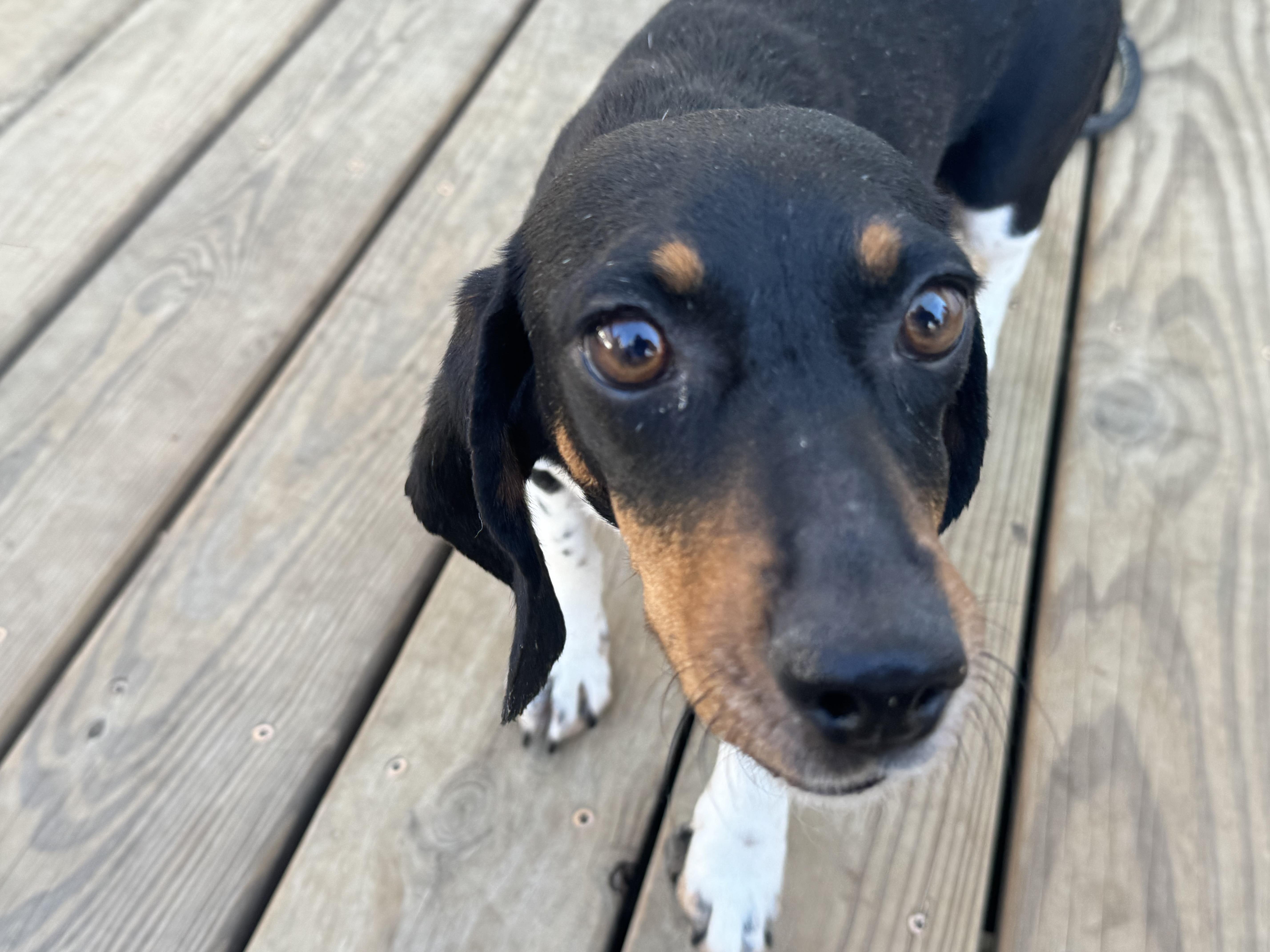 Enlarge Noel, a ADOPTABLE mixed breed in Stuarts Draft, VA image 4/5