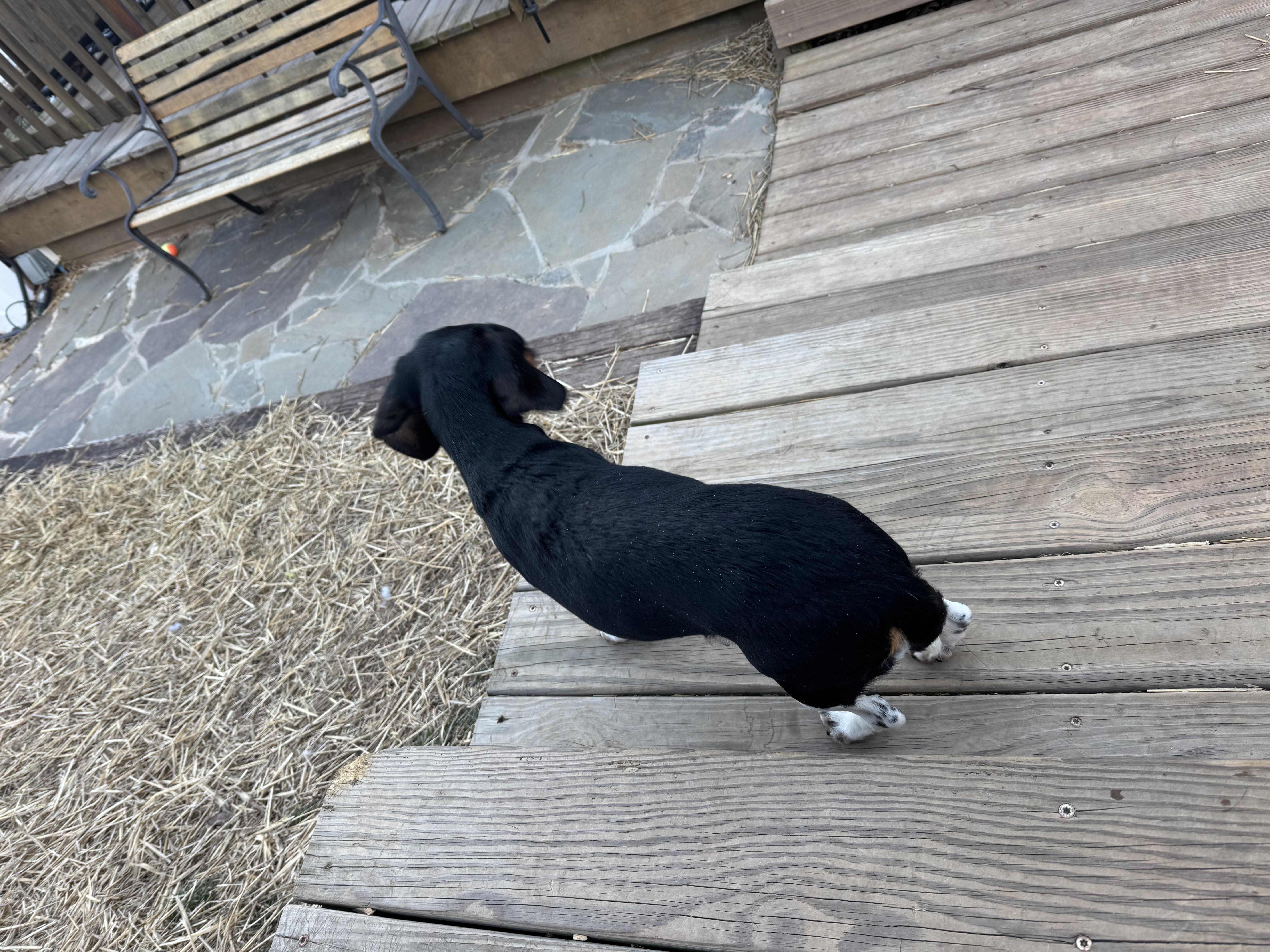 Enlarge Noel, a ADOPTABLE mixed breed in Stuarts Draft, VA image 3/5